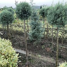 基地出售蓝冰柏棒棒糖型 道路种植观赏苗园林景区风景行道树