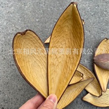 【双面金壳】进口干果干花装饰插花天然植物家居摆设节日礼品