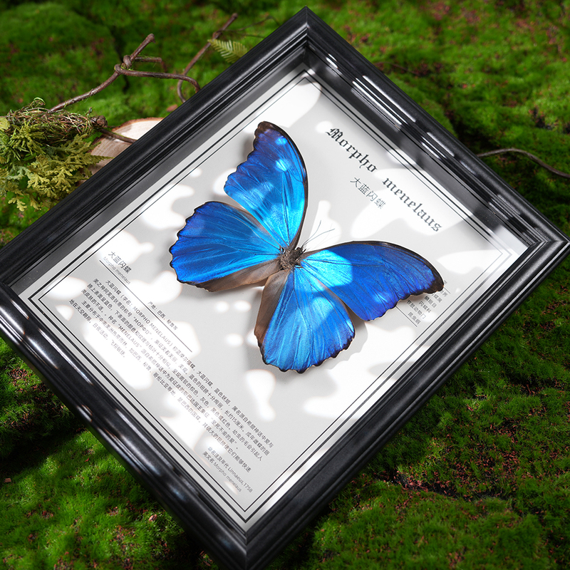 ♔ Finished Framed Specimen of a Large Blue Morpho Butterfly with Wings Spread, Rare and Precious Insect, Blue Birthday Gift for Female Lover