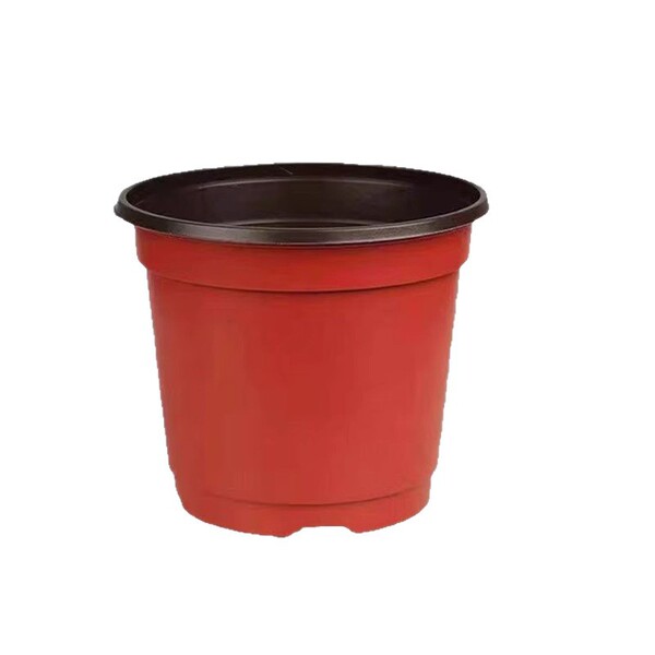 Cultivate the seedlings of seedling pots of two -color flower pot…