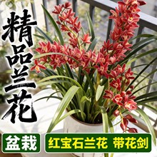大花蕙兰带花苞室内客厅高级感绿植红宝石兰花盆栽耐寒年宵花卉