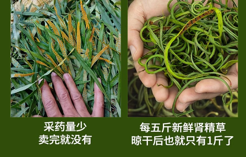 Shen Jing Cao Herbal Tea Wild Small Leaf 500g Men's Wellness Tea preparation