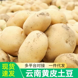 块茎类;其他水果;苹果