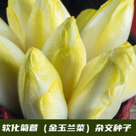 欧洲芽球菊苣种子 玉兰菜 软化菊苣种籽孑 阳台庭院种植 黄金特菜