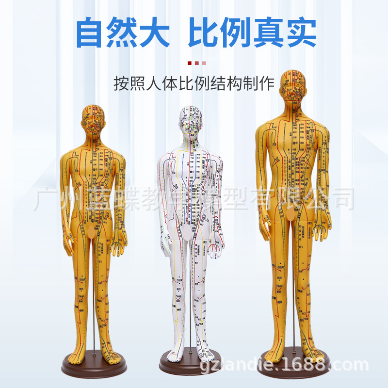 52 62CM�����������ͭģѨλ����ģ�����Ѩλ��ѧģ������ģ��