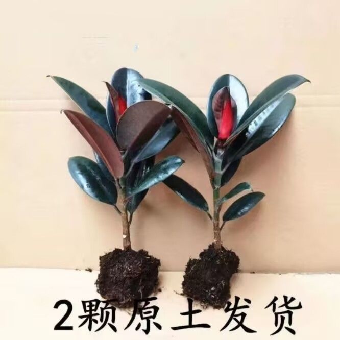 Black king kong 15 - 20cm [2 seeds] + free fertilizer