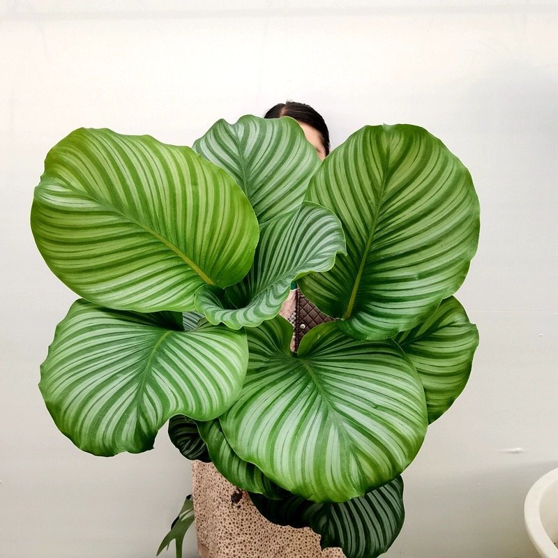 Extra Large Green Apple Arrowroot Indoor Living Room Potted Florals Are Easy to Grow and Live in Scandinavian Style with Large Leaves and Easy to Grow Extra Large Green Apple Arrowroot Indoor Living Room Potted Florals Are Easy to Grow and Live in Scandinavian Style with Large Leaves and Easy to Grow