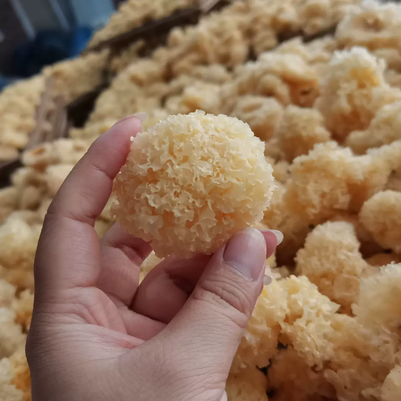 水洗新货无根小银耳干货200g福建古田白木耳出胶糯银耳莲子羹