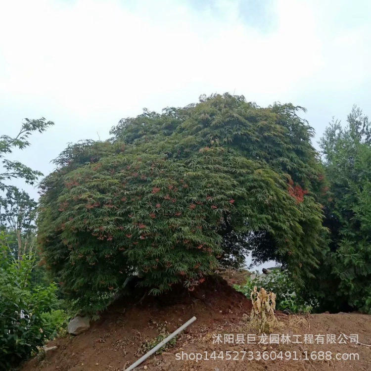 Перо кленовое красные листья проект по зеленению рассада родной перо кленовый двор зеленение перо кленовое