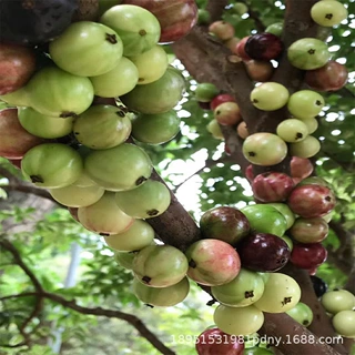 嘉宝果树苗树葡萄苗台湾树葡萄沙巴四季盆栽南北种植当年结果