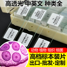 生物显微镜观察标本切片动物植物细胞细菌样本玻璃载玻片儿童实验