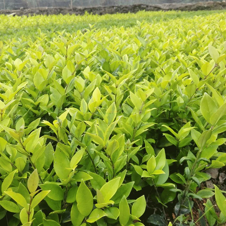 Jinsen Ligustrum lucidum забор для рассады рассада двор вилла озеленение саженцев проект рассада цветной саженец вечнозеленый Саженец