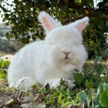 ���������ӾW�t�Lë�ó��갲�����������̻��ð�������Ĭ�J�ë�q