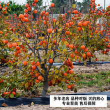 一件代发柿子树庭院果树特大北方耐寒柿子树果苗小柿子树苗嫁接苗