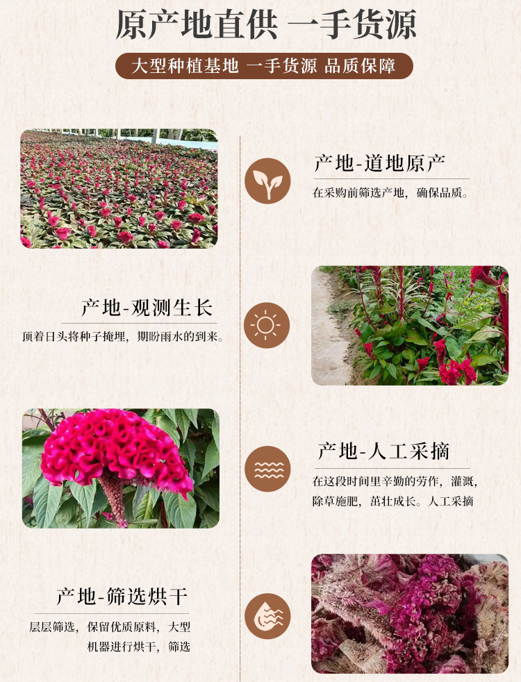 Dried Cockscomb Flower Ji Guan Hua 鸡冠花 Celosia cristata Whole Herb 500g for Herbal Tea and Decoction quality and texture