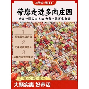 ֲ҃СԽMײʹw⾫Ʒ¶BܾGֲ