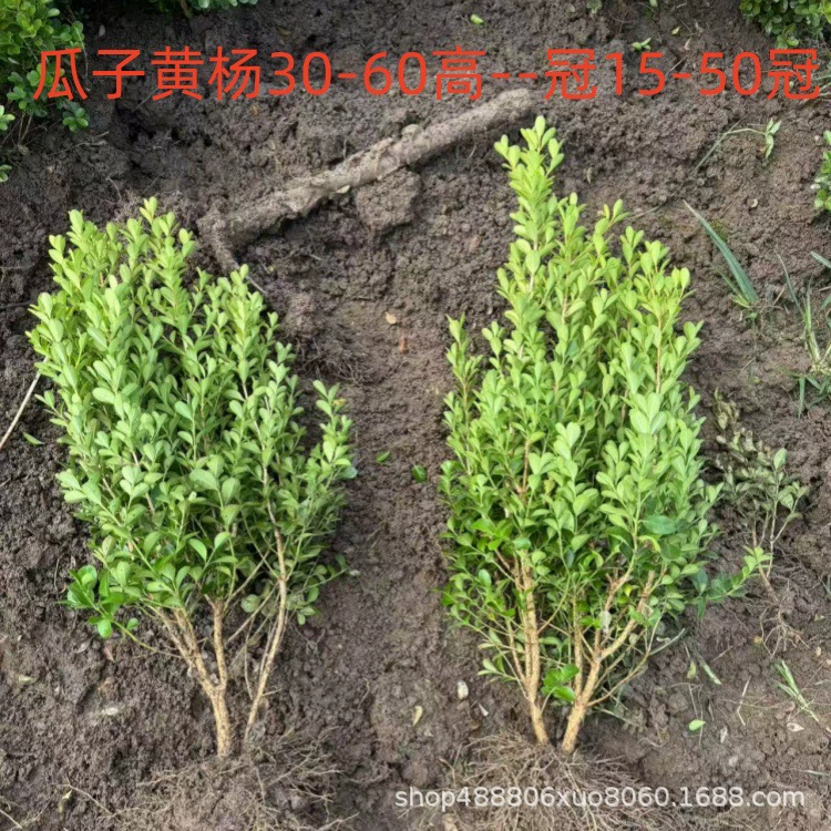 Маленькие саженцы самшита с листьями, саженцы самшита с семенами дыни, саженцы французской холли, саженцы живой изгороди во дворе с золотистыми краями, крупнолистовой самшит