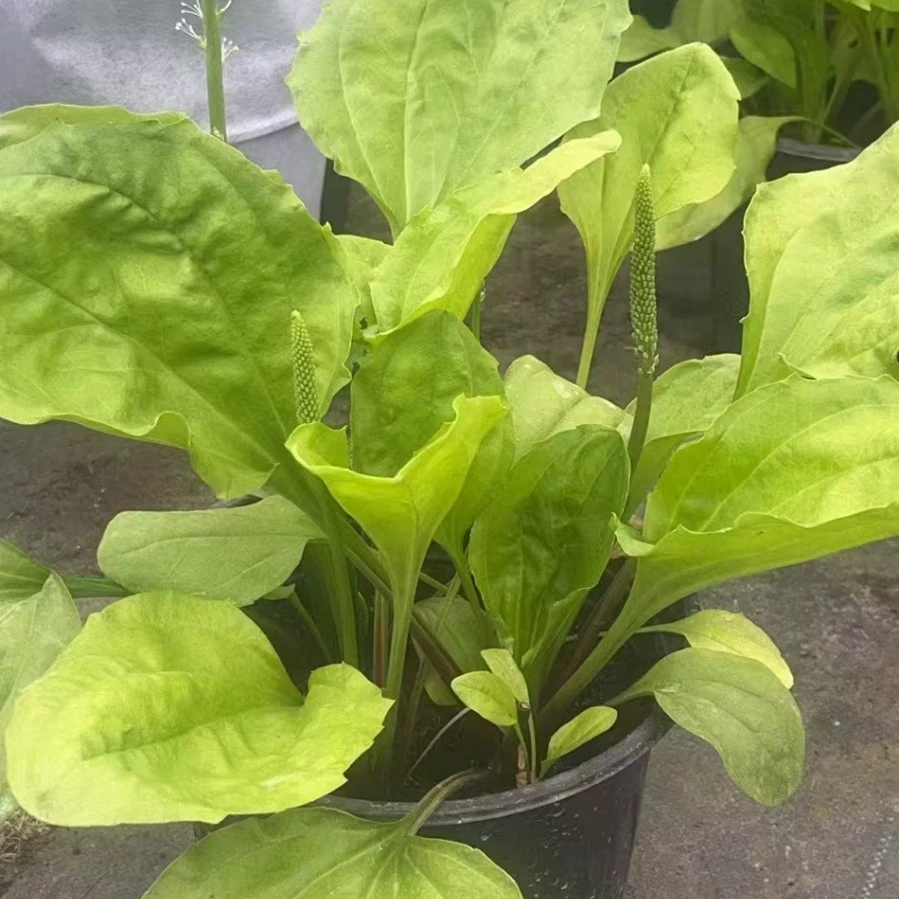 Растение-паньон в горшке, колесная трава, свиная ушная трава, коровья ушная трава, саженцы цветочных растений Сычуань, проект по зеленению.