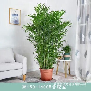 �͏d��ݗ������՚��滨���^���W�������������Դ���