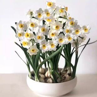 Narcissus Bulbs New Year's Eve Florals Winter Indoor Cold-Resistant Water-Raised Potted Plants Double-Petaled Narcissus Live When Exposed to Water