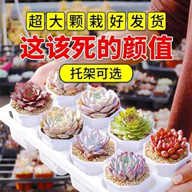 花盆容器;盆栽;栽培基质