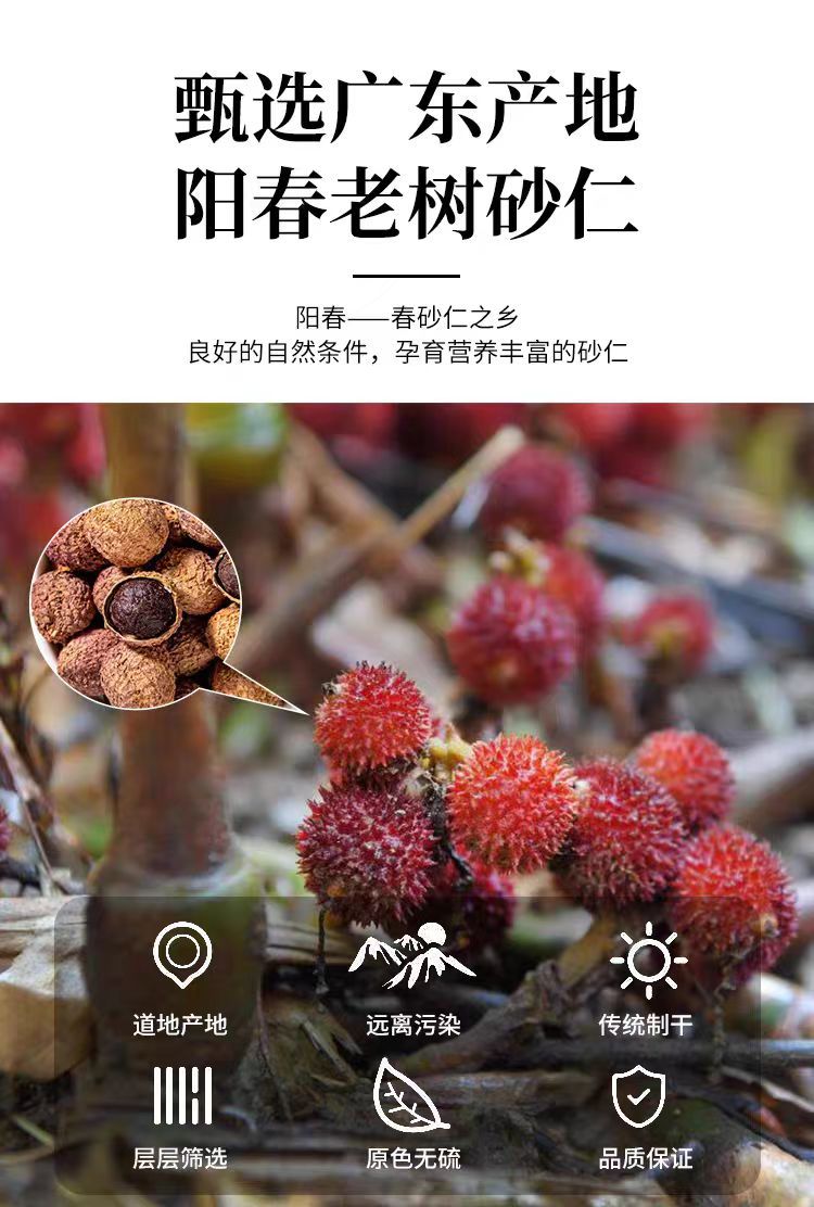 Sha Ren (Amomum villosum) Dried Fruit — Guangdong Grown Food-Herb Spice, 500g overview