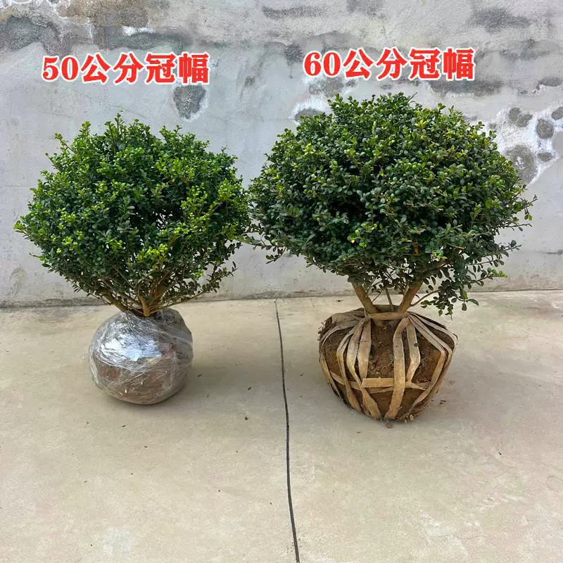 Дропшиппинг бутик черепаховых саженцев макулы, шариков макулы с маленькими листьями, четырехсезонных зеркал с вечнозелеными цветами, горшечных растений, зеленых саженцев