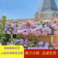 Цветочная Гортензия Юньнань Куньмин Цветочный магазин Свадебная семья Питаться водой Организовать словосочетание