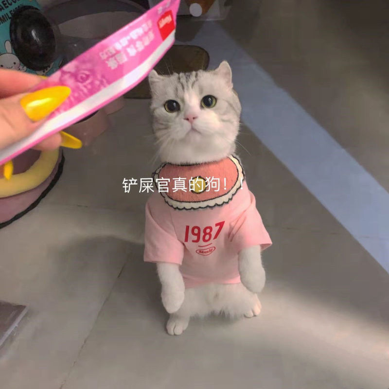 子猫服夏の薄手毛落ち防止半袖ぬいぐるみ青猫英短公猫子猫ペット服|undefined