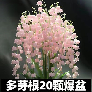 Strong-Scented Lily of the Valley Repels Mosquitoes and Blooms All Year Round. Wind Chime Flower Is Perennial and Cold-Resistant. It Is Easy to Maintain for Novices and Purifies the Air
