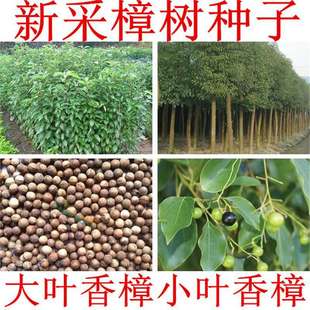 Camphor Seeds, Camphor Tree Seeds, Small-Leaf Camphor Seeds, Large-Leaf Camphor Seeds, Oil Camphor, Oil Camphor Tree Seeds