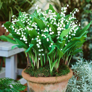Lily of the Valley Seedlings Potted Fragrant Florals with Buds Lily of the Valley Green Plants Balcony Indoor and Outdoor Hyacinth Fragrant Florals Blooming in the Same Year