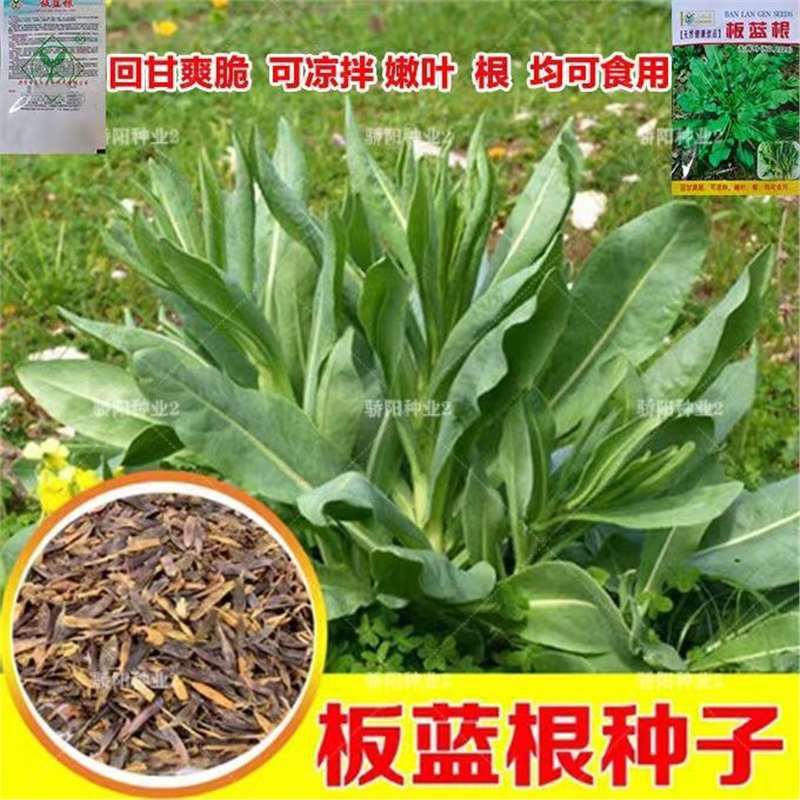 新鲜板蓝根种籽高发芽率板蓝根种子四季盆栽种植食用蔬菜