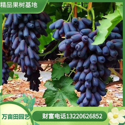 2公分葡萄树当年结果南北方种植占地葡萄树采摘园 蓝宝石葡萄树|ru