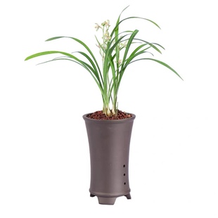 Good to Raise Spring Orchid, Jianlan, Lotus Petal Orchid, Huilan Orchid Seedlings, Florals and Green Plants