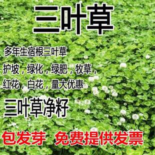 Imported Red and White Clover Seeds, Easy-To-Live Greening, Four-Season Green Lawn, Perennial Pasture, Orchard Green Fertilizer Plant
