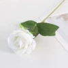 Pearl Rose-White