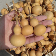 聊城葫芦批发 处理手捻小葫芦 文玩葫芦皮色好含异形随机发货