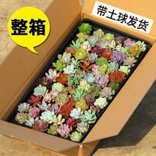 鱼饭子粉丝专享新手入门阳台多肉办公室四季易活贵货桃蛋橙梦露