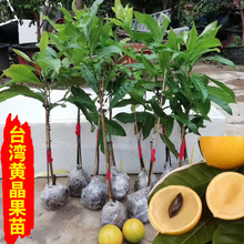 �S��������� ̨�������S�����޽���6̖ ����ԇ�N���Tǰ��լ��