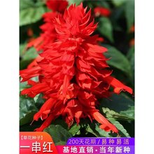 һtNļNN܈@ͥԺ̨ԴtN