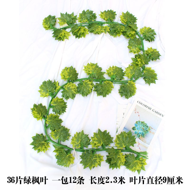 녹색 단풍 나무 36 개 (12 개)