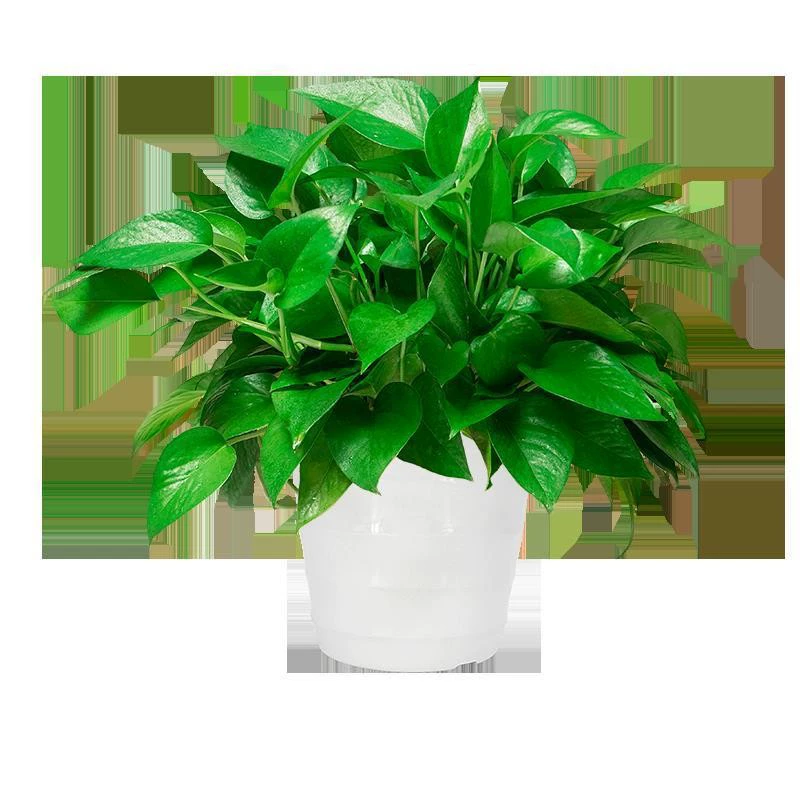 Новый дом, зеленая редька, комнатное растение в горшке, удаление формальдегида, очистка воздуха, растение, цветок, офис, гостиная, зеленое растение, простое в обслуживании