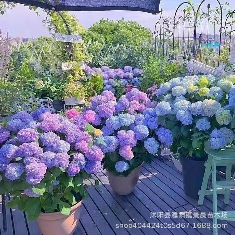 大绣球花苗 老桩盆栽 带花八仙花 无尽夏 花卉植物室内桌摆