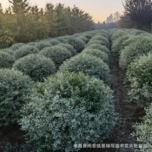 yСϞƷͥԺС^G~SҎRȫl