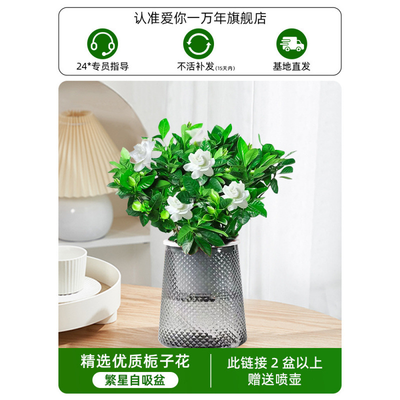 치자나무(별화분) + 영양액(2개 구매시 물병 무료)