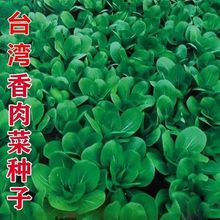 香肉菜种子北京肉肉菜籽香糯好吃速生耐寒耐热秋冬农家青菜籽