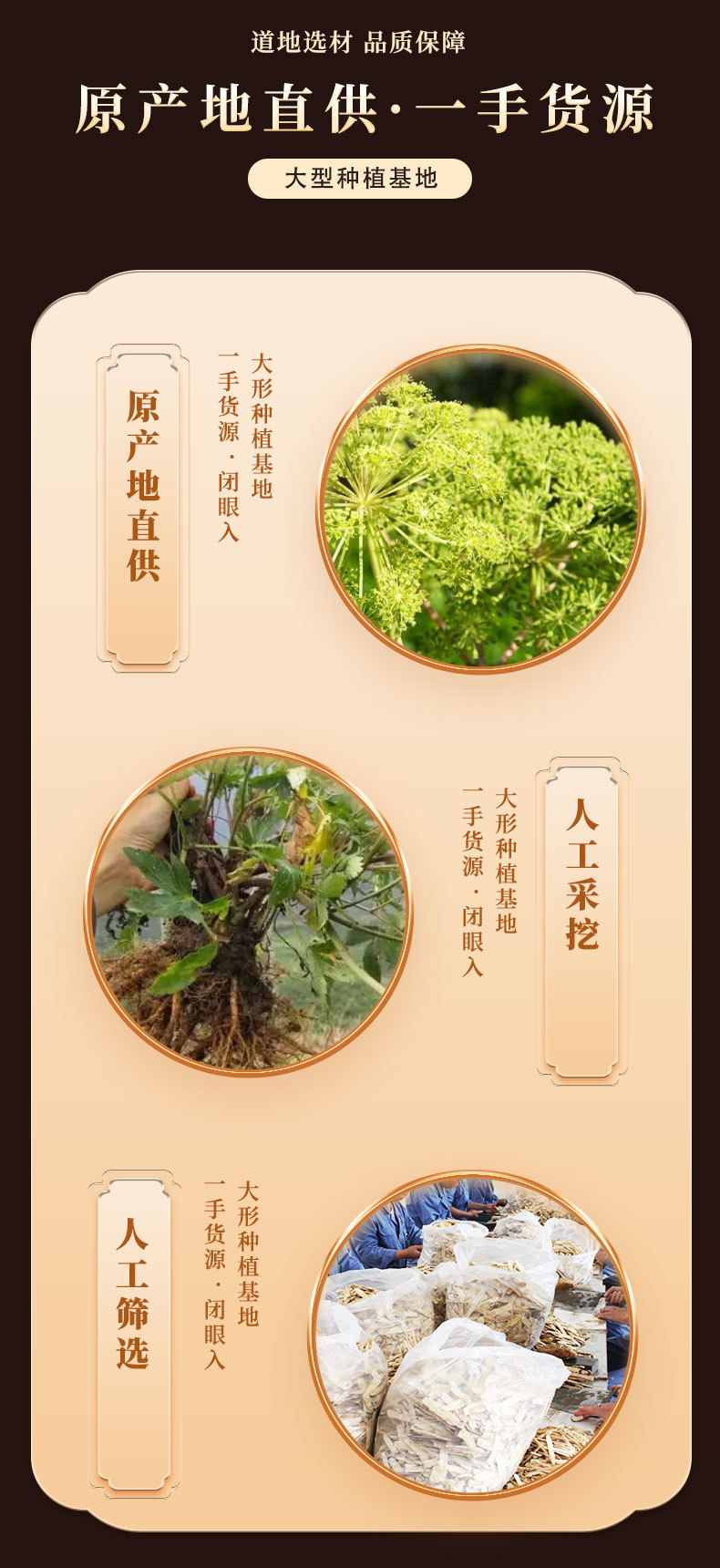 Dried Angelica Sinensis Slices Dang Gui Whole Root for Soup and Tea 500g Gansu Grown key features