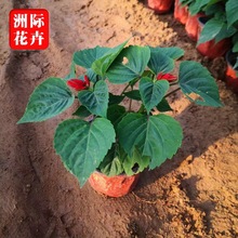 ���ղݻ����^����һ���t �������lͥԺС�^�G������ һ���t�ݻ�