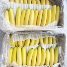 广西高山香蕉精品单根新鲜威廉斯香蕉薄皮南宁特产网套包装亚马逊